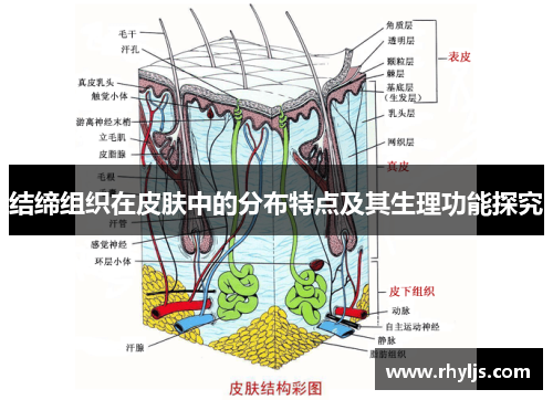 结缔组织在皮肤中的分布特点及其生理功能探究